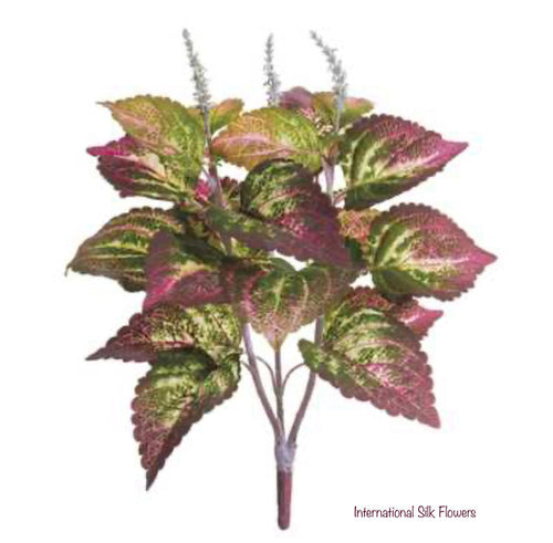 19" Large Leaf Coleus Bush ( PBC201-GR )