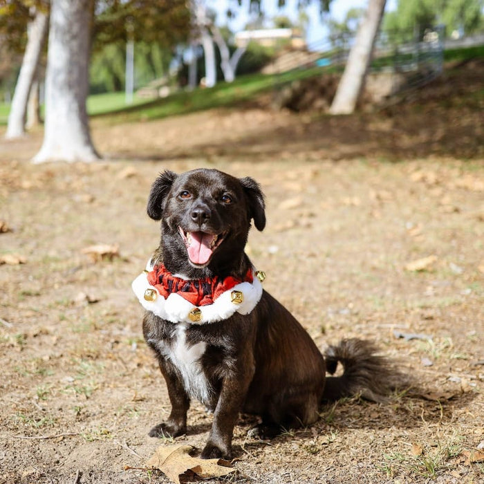 Huxley & Kent Collars Buffalo Check Holiday Red Ruff with Jingle Bells for Pets