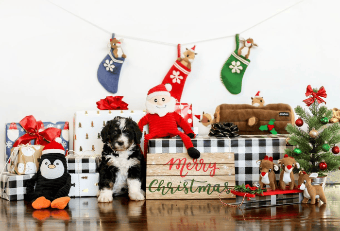 Christmas Holiday Crinkle Penguin Plush Squeaky Dog Toy - Jumbo Size