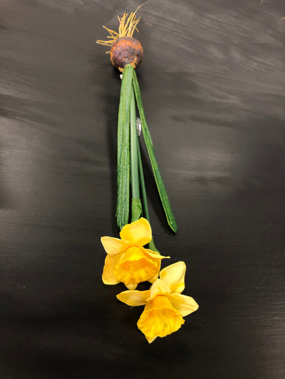 Daffodil Bulbs*