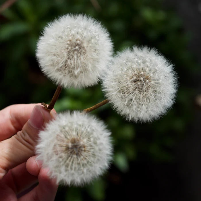 1pc Dandelion Dried Flower Accessory-1.57 inches