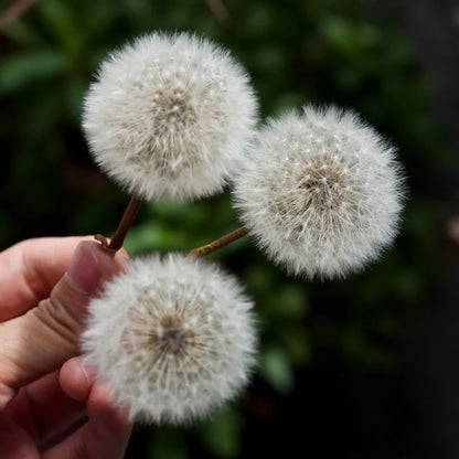 1pc Dandelion Dried Flower Accessory-1.57 inches