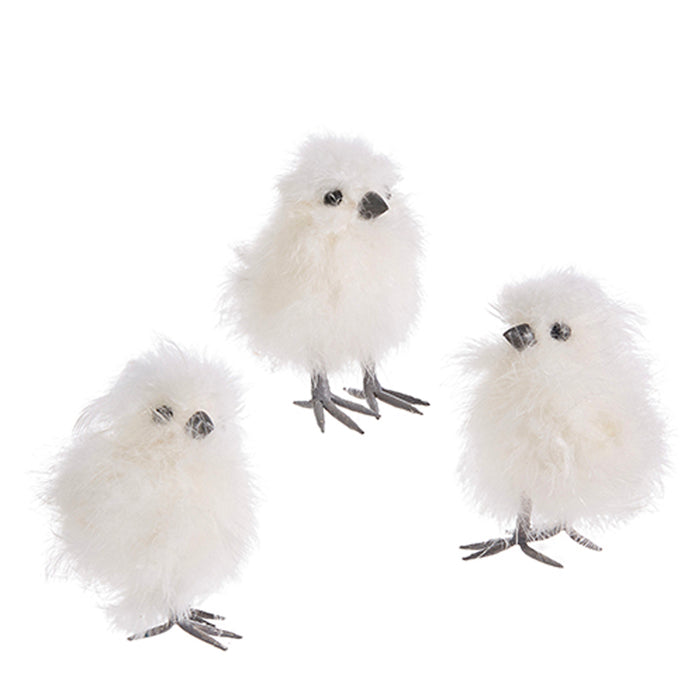 White Silky Chick